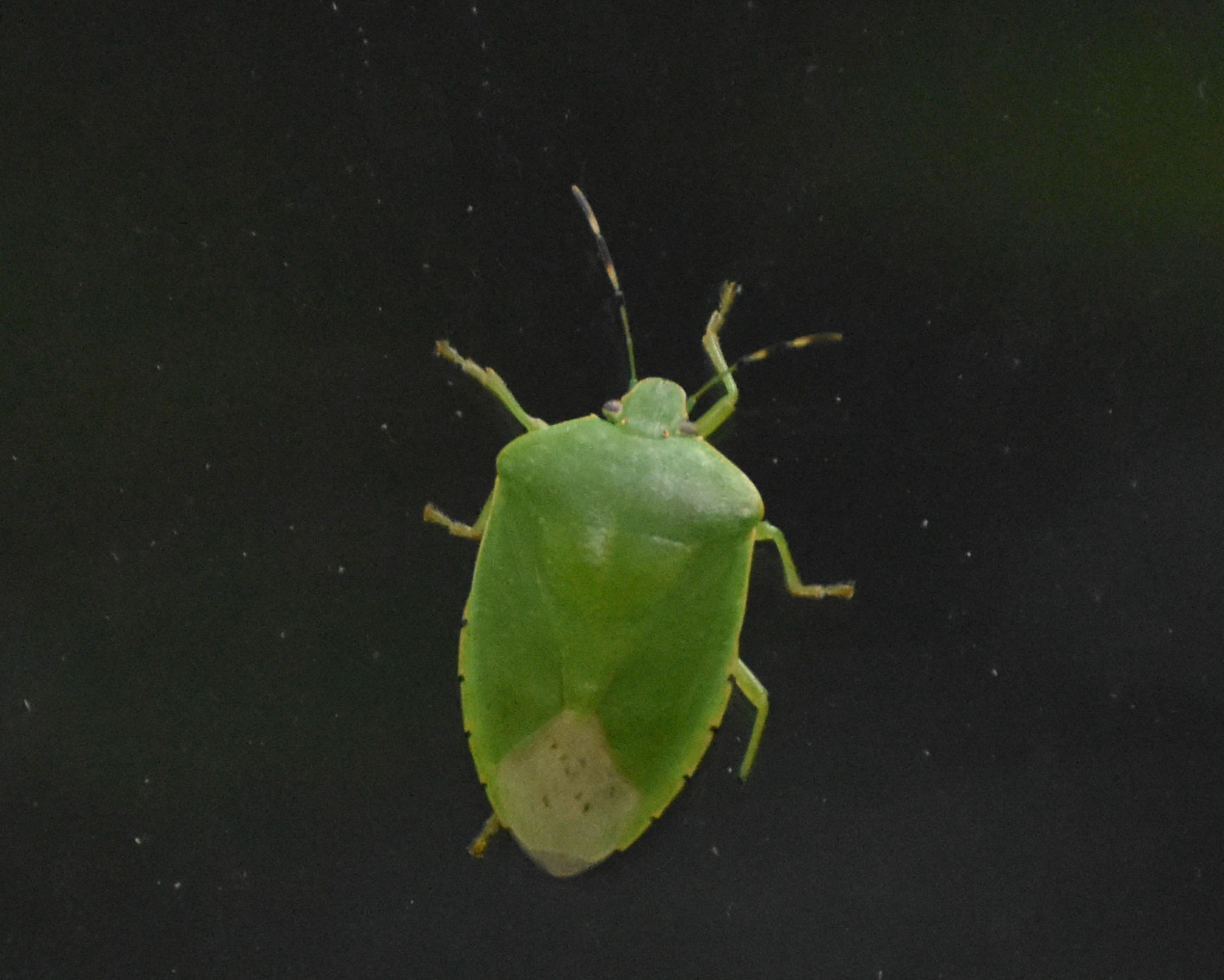 Green Stink Bug