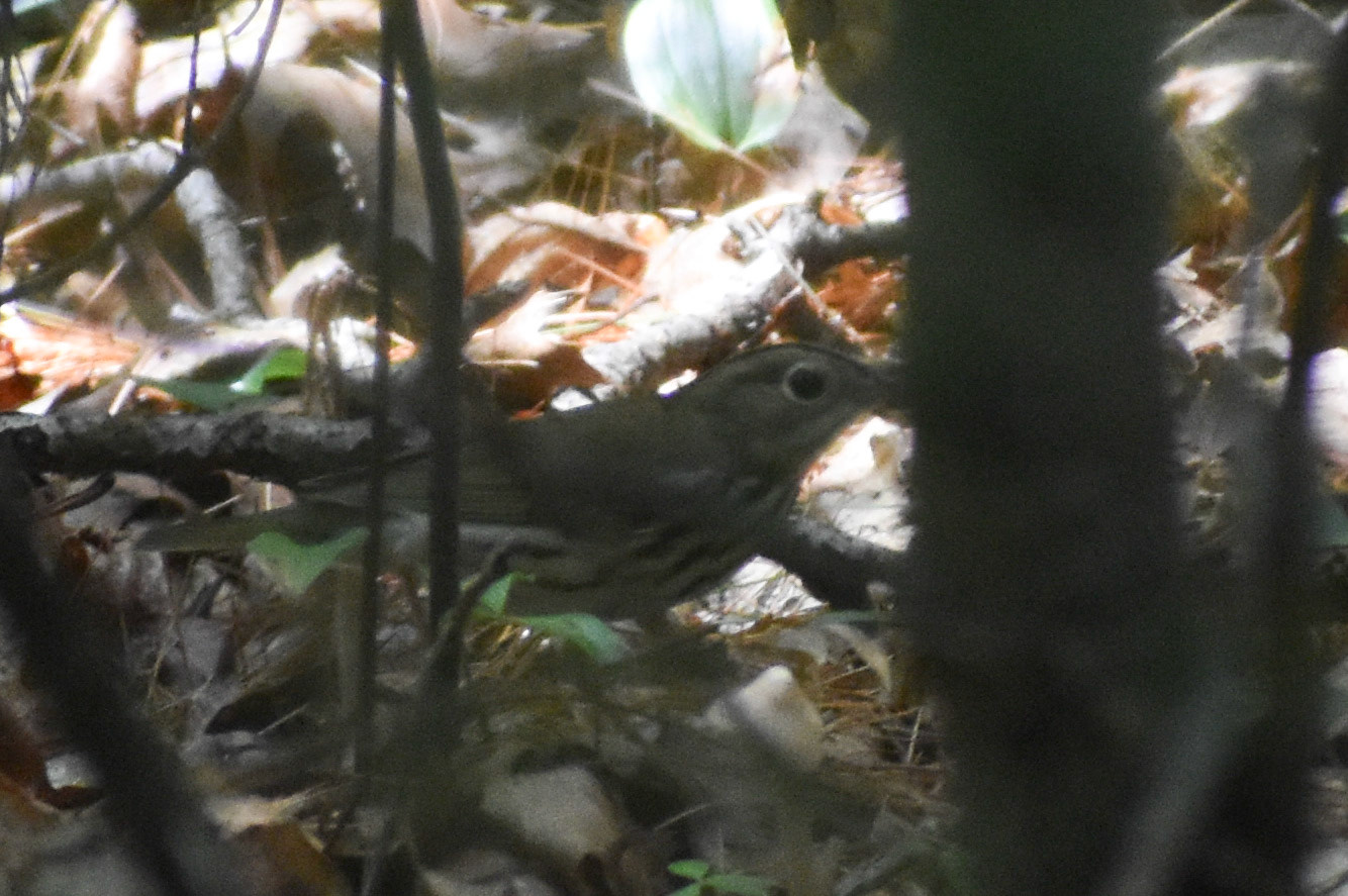 Ovenbird