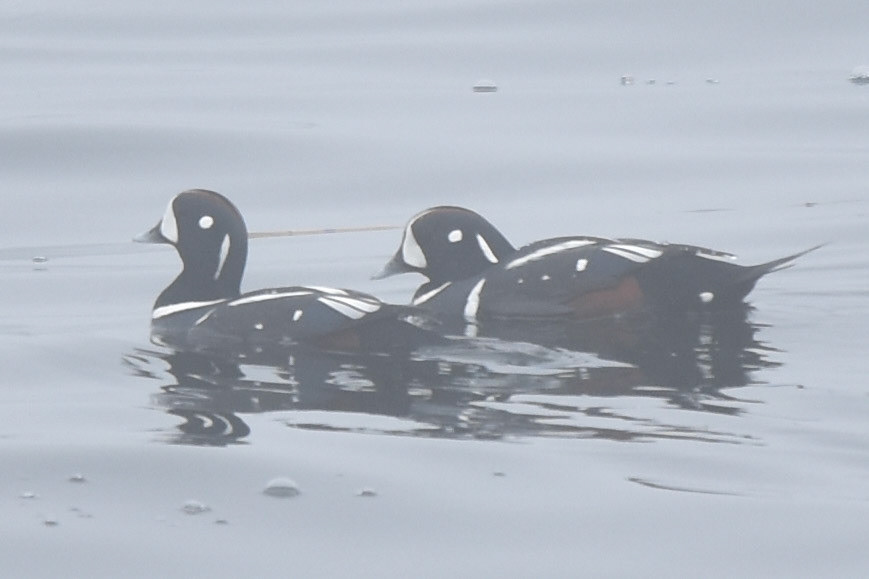 Harlequin Duck