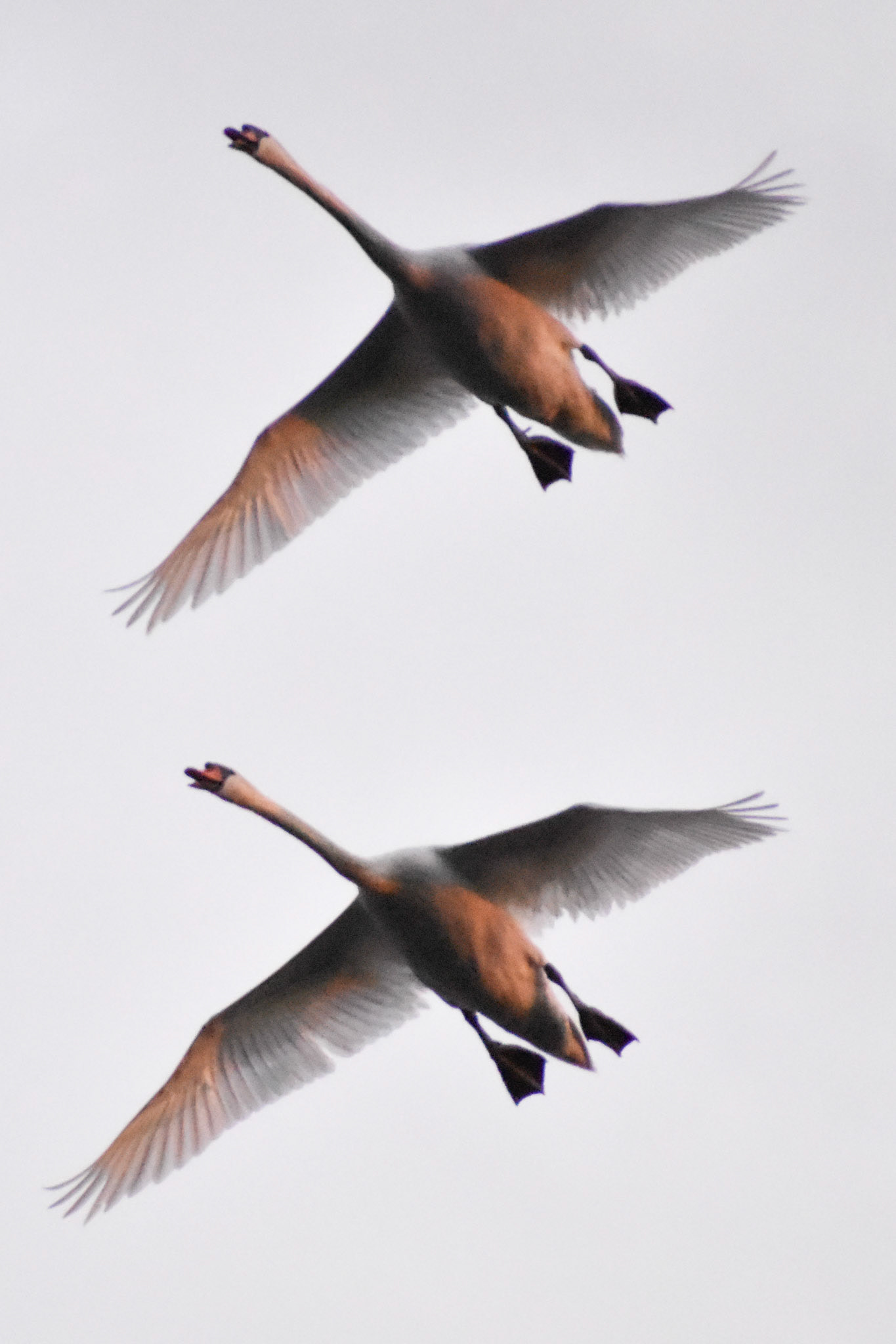 Mute Swan