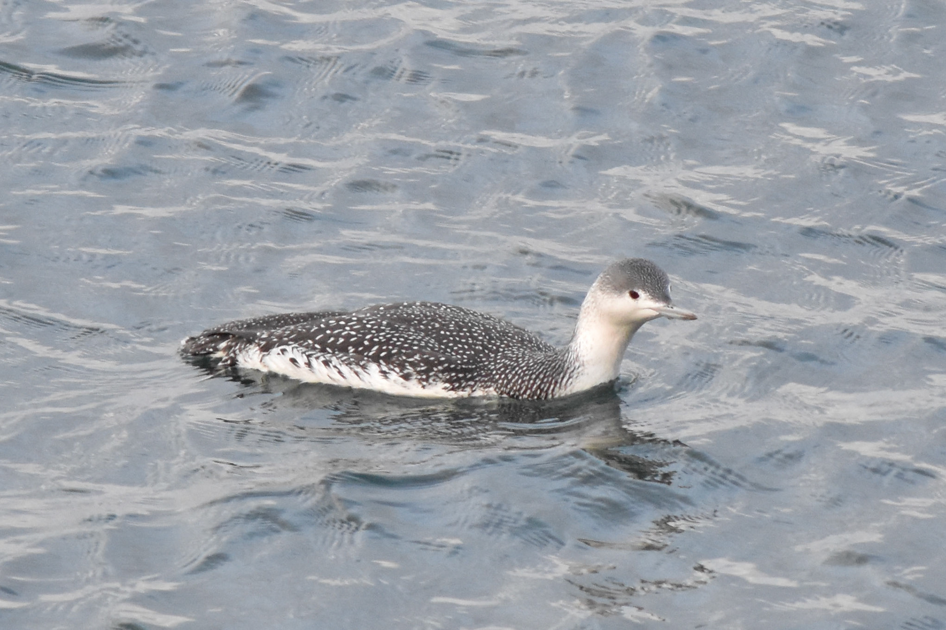 Red-throated Loon