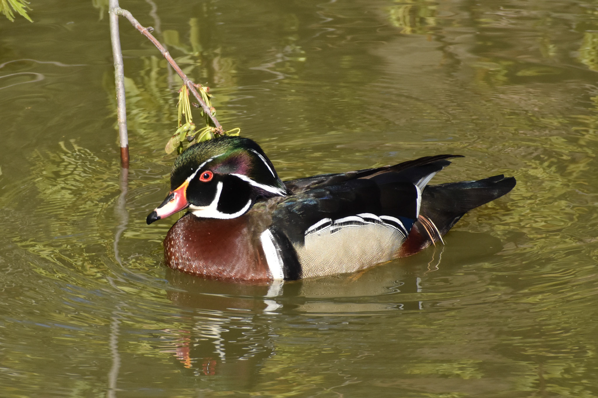 Wood Duck (male)