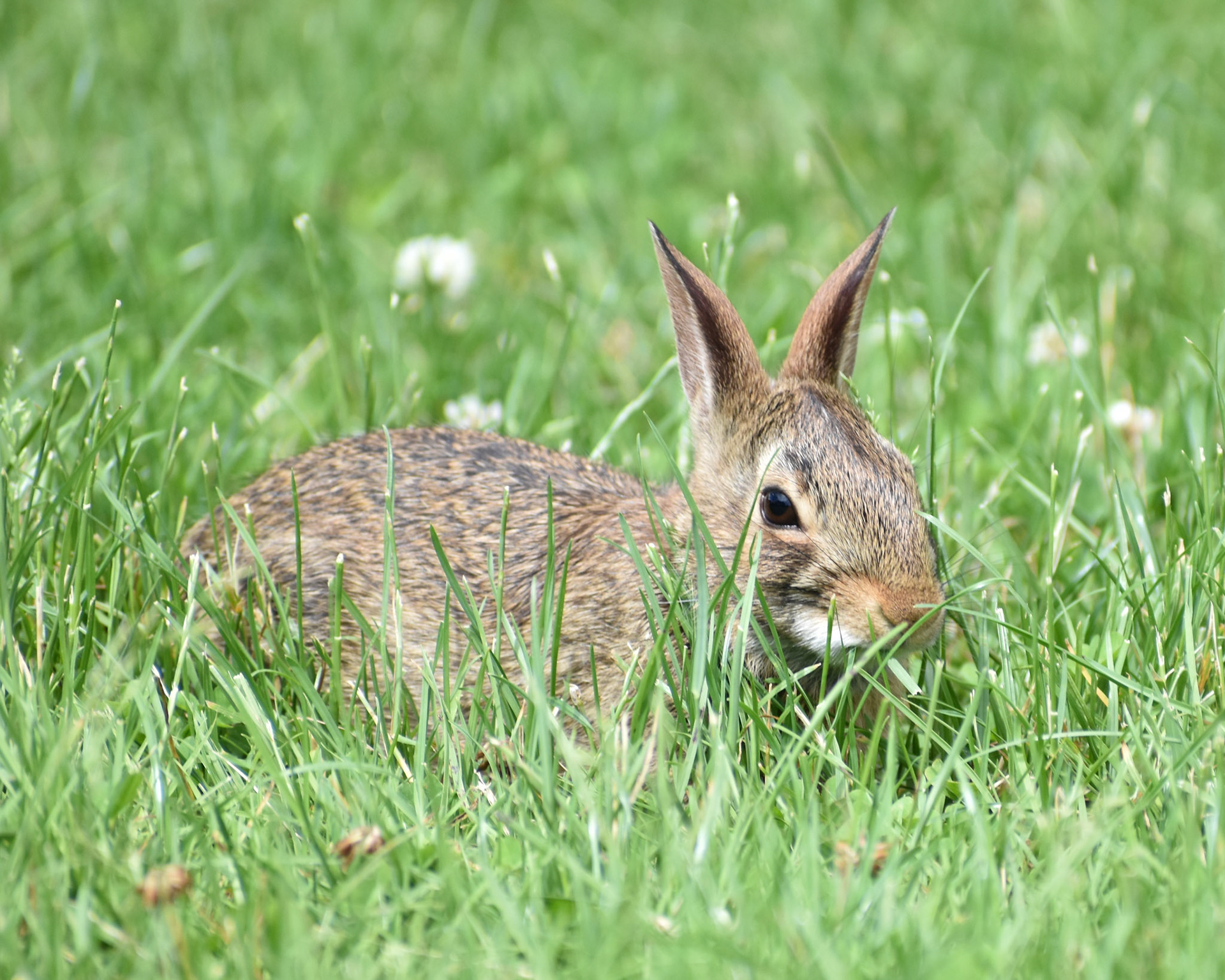 Cottontail