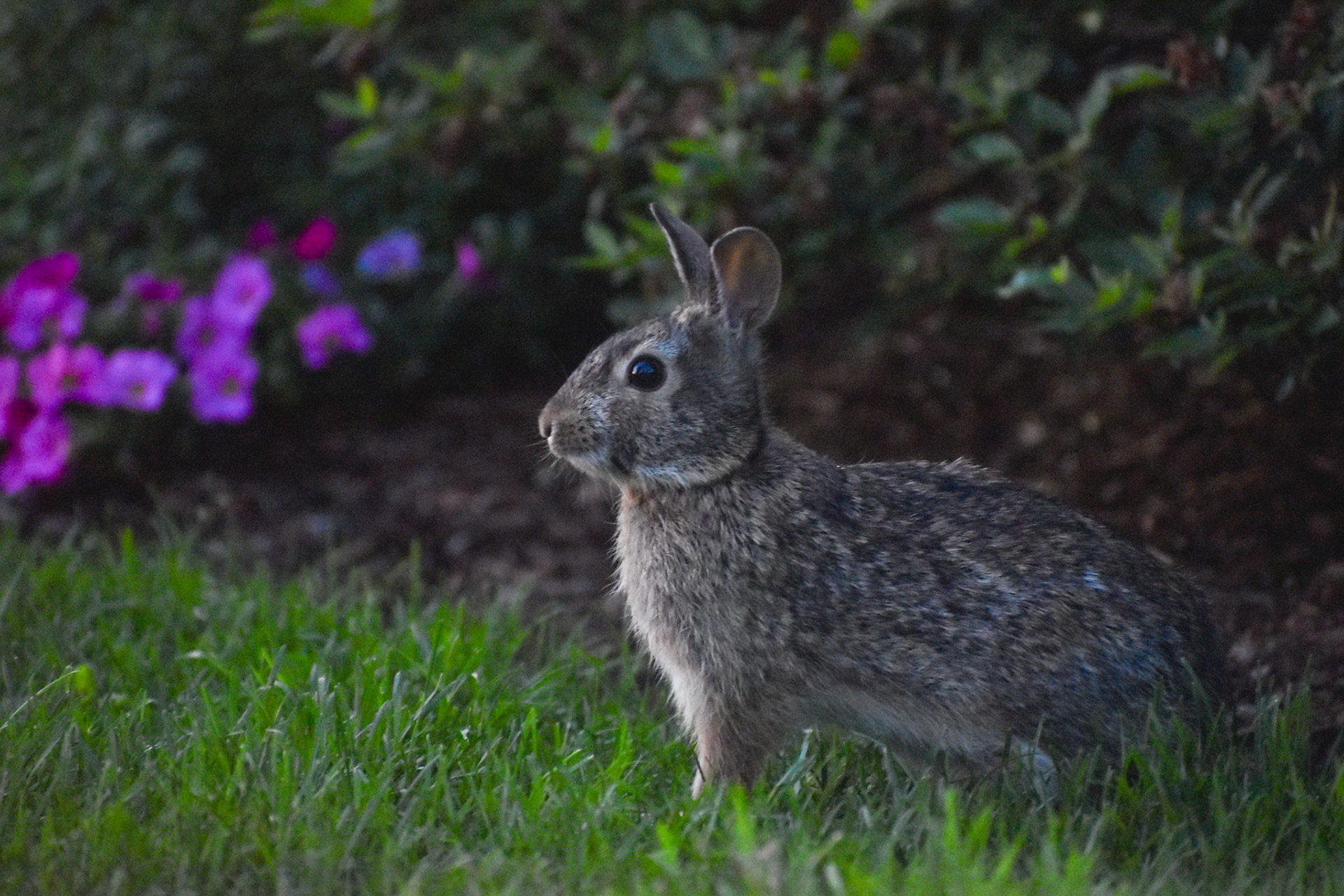 Cottontail
