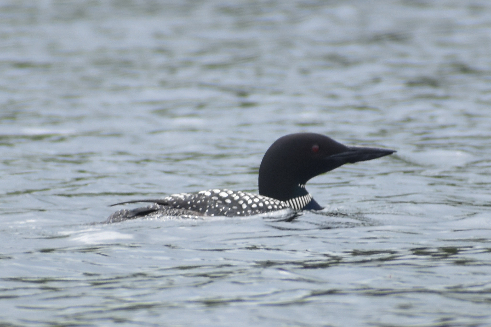 Common Loon (breeding)