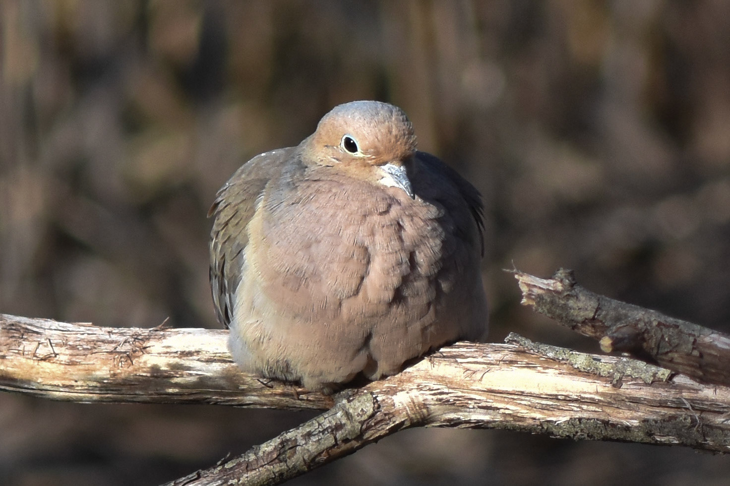Mourning Dove
