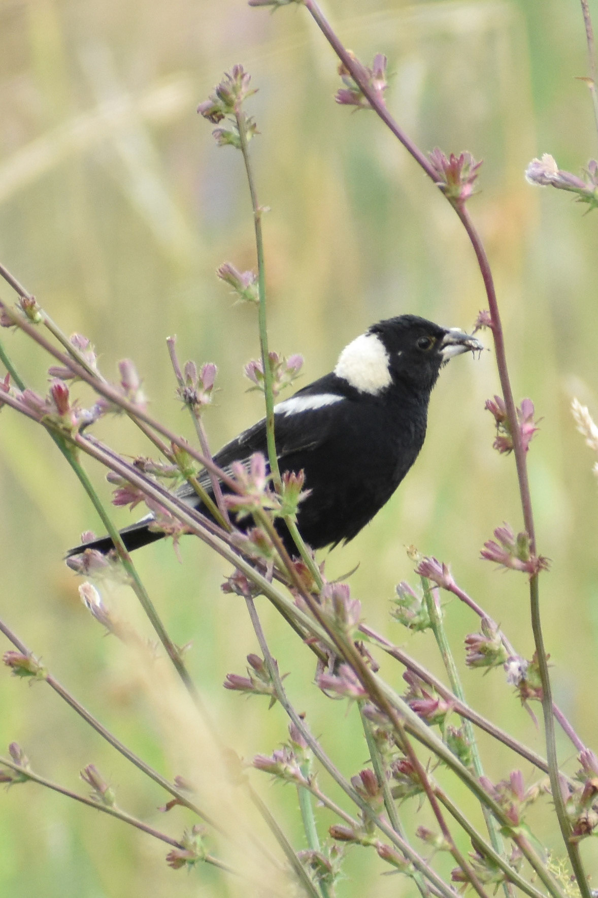 Bobolink