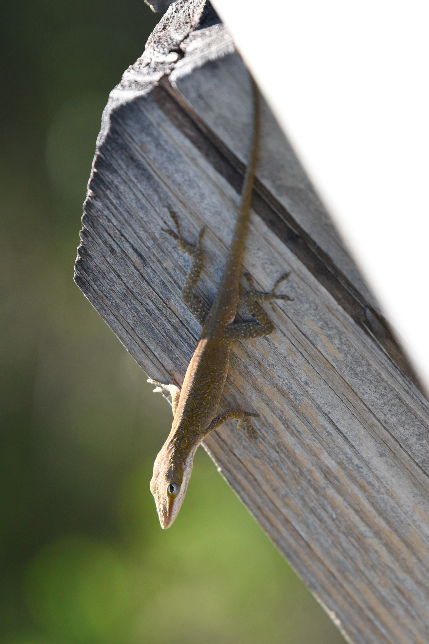 Green Anole