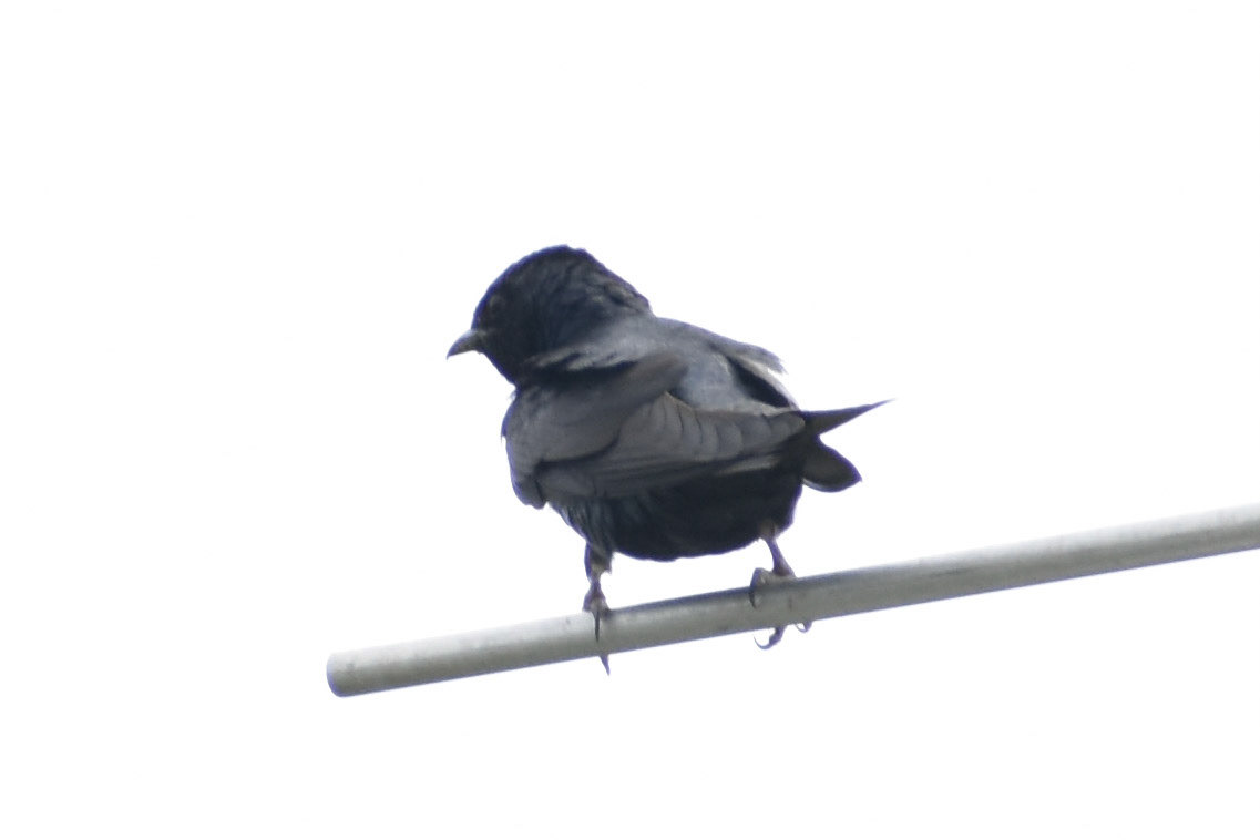 Purple Martin