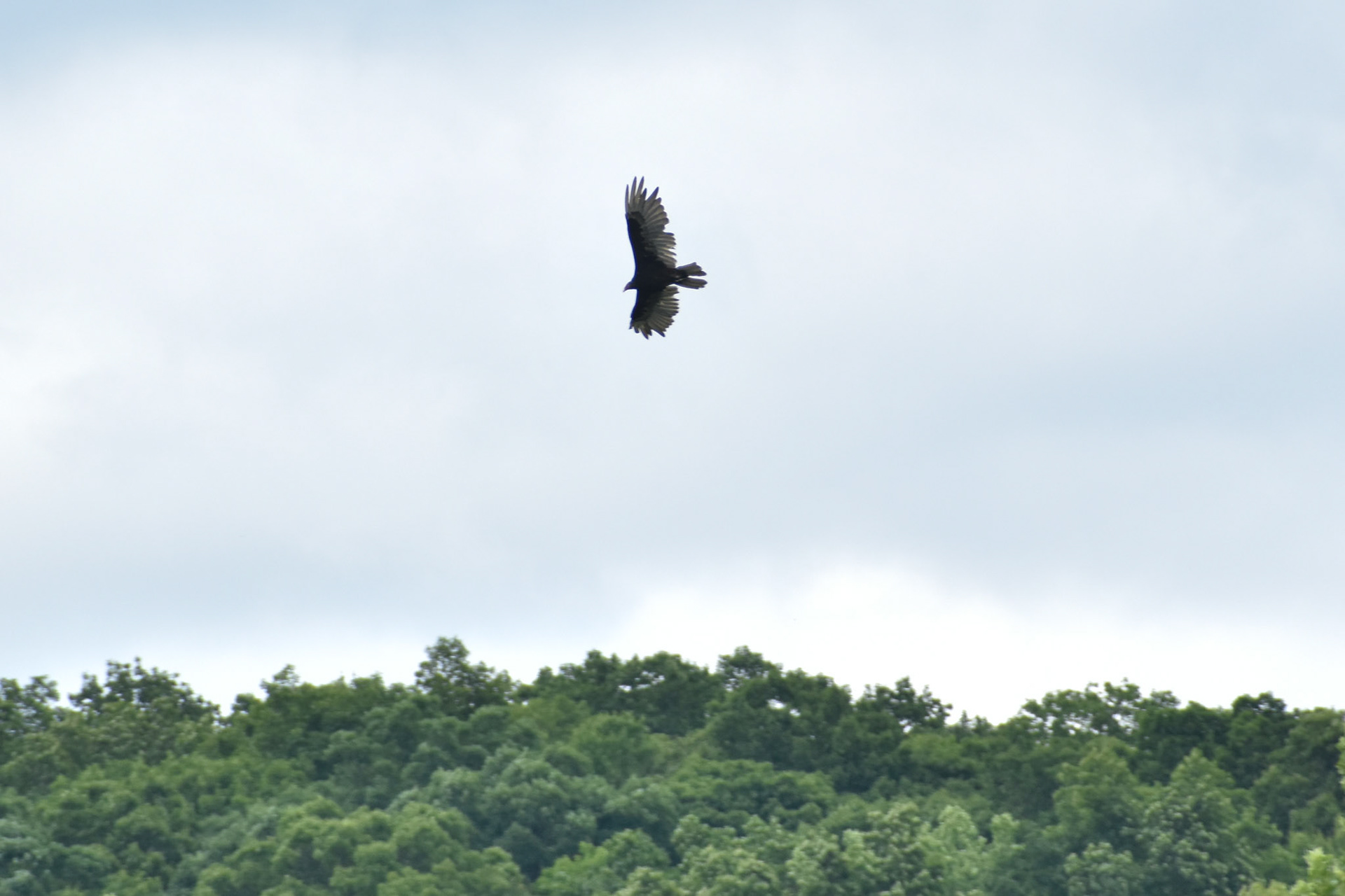 Turkey Vulture