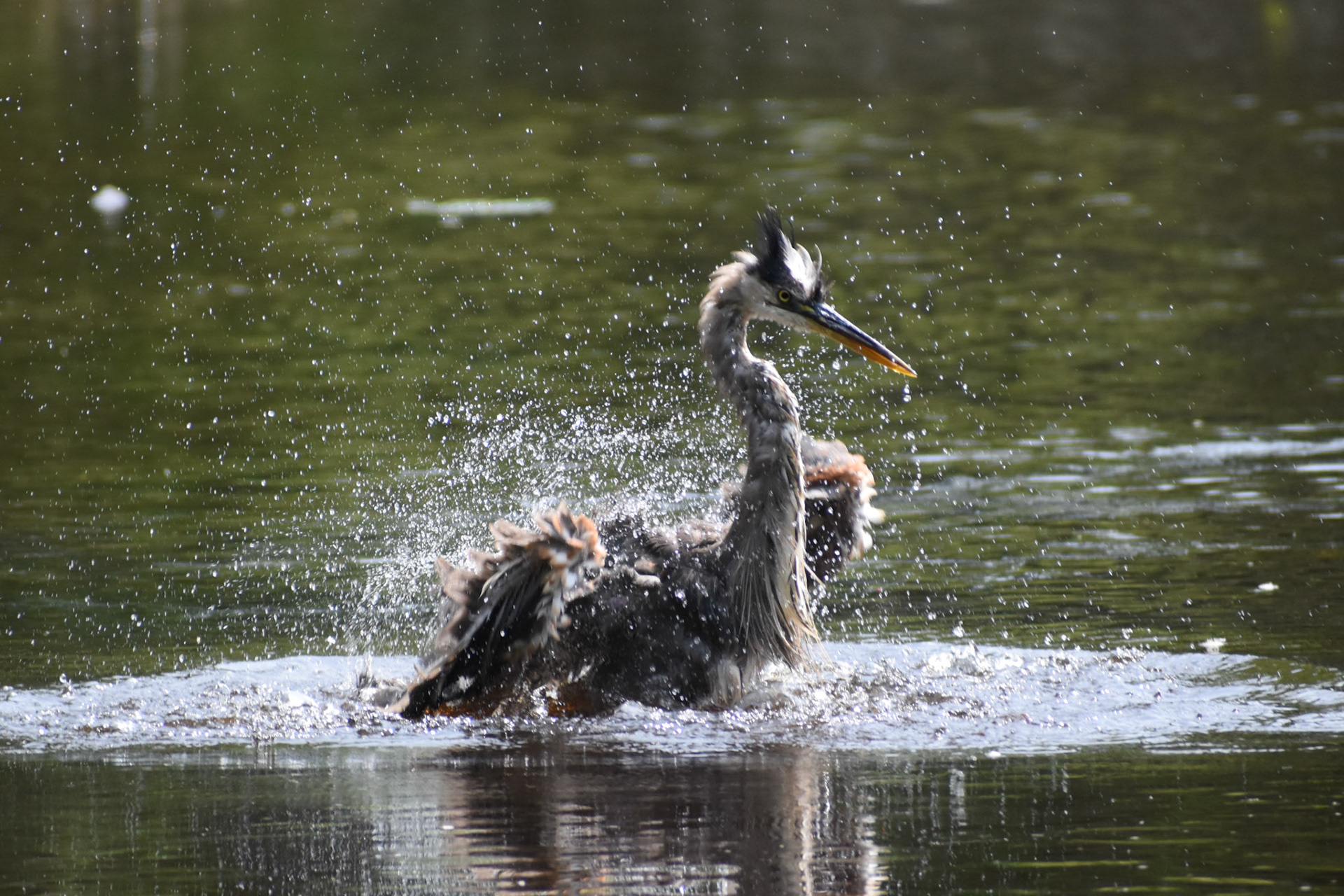Great Blue Heron