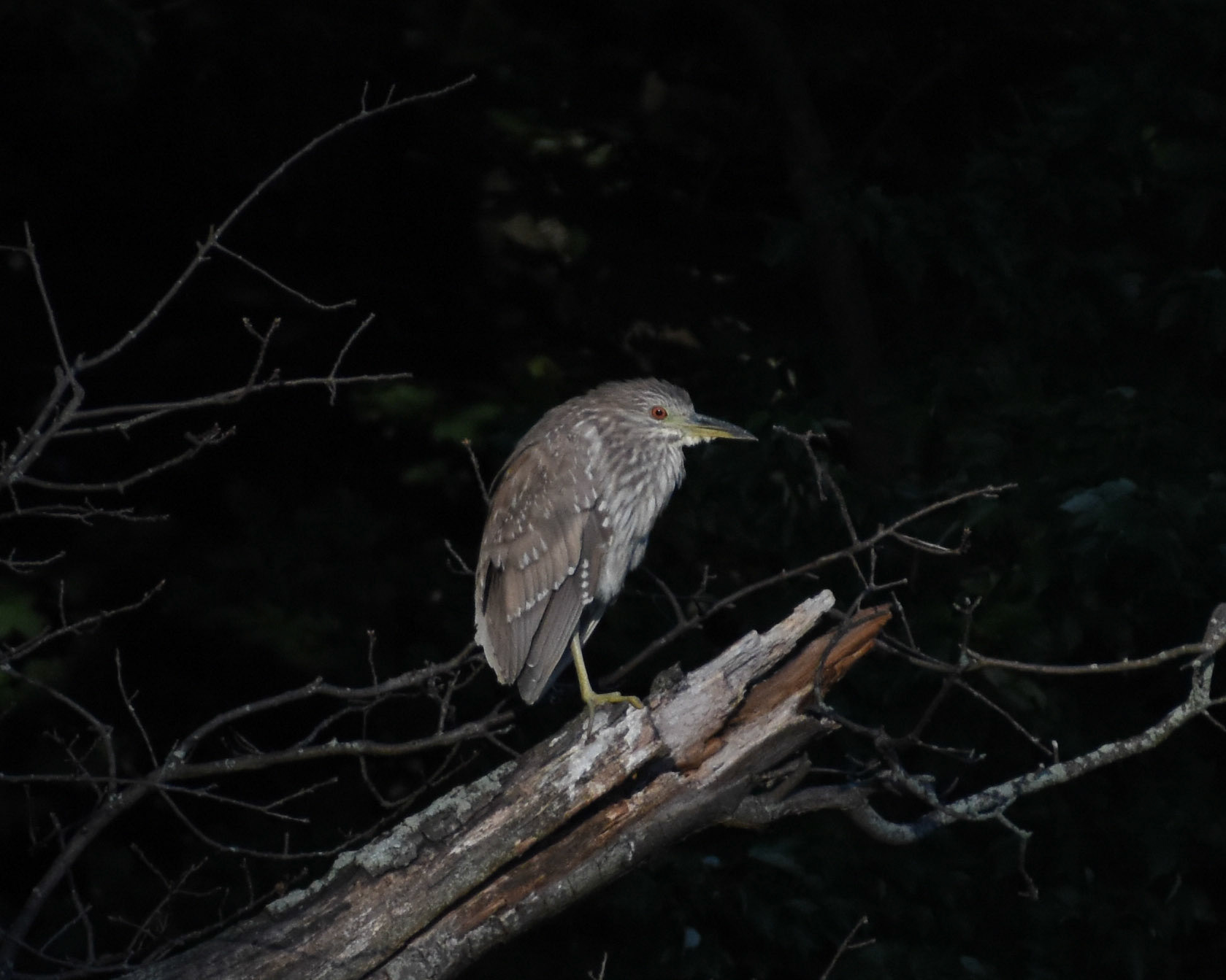 Black-crowned Night Heron (juvenile)
