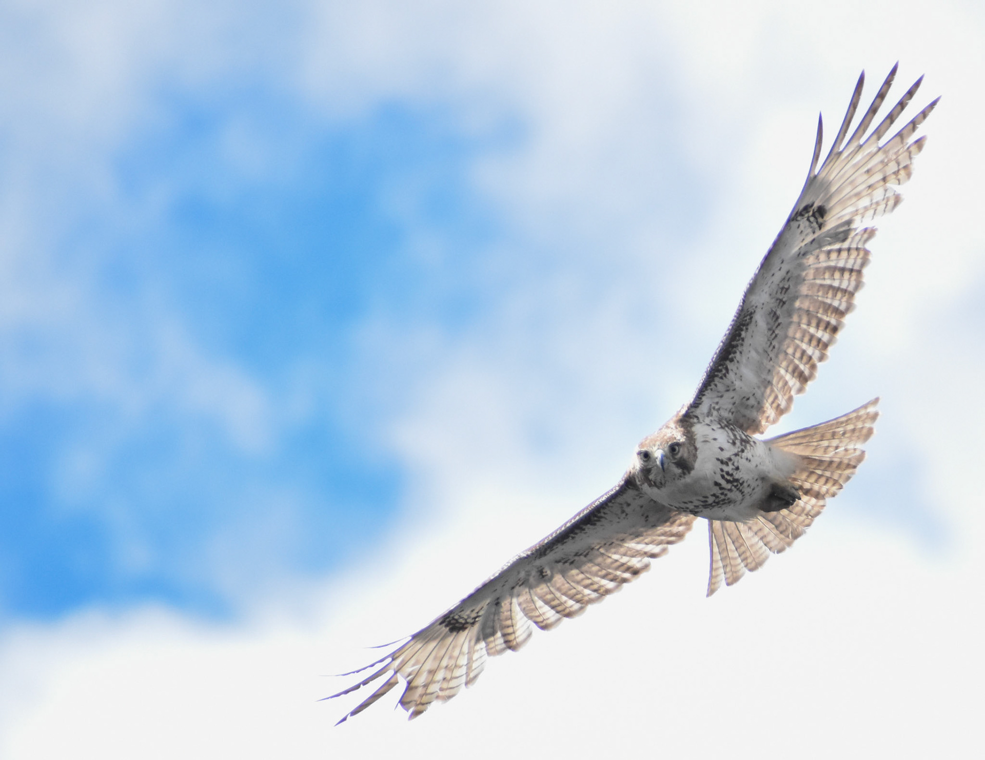 Red-tailed Hawk