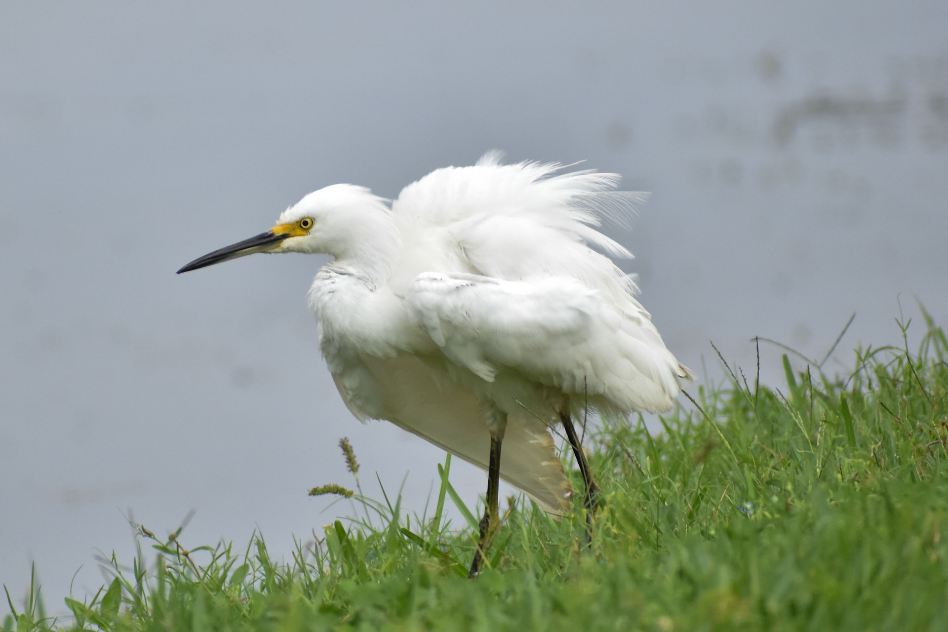 Snowy Egret