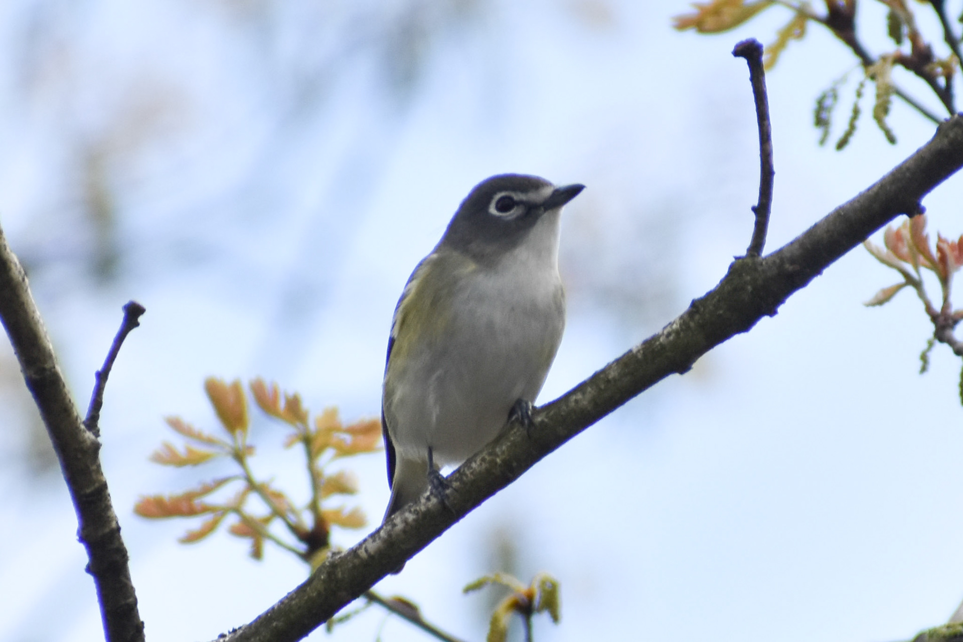 Blue-headed Vireo