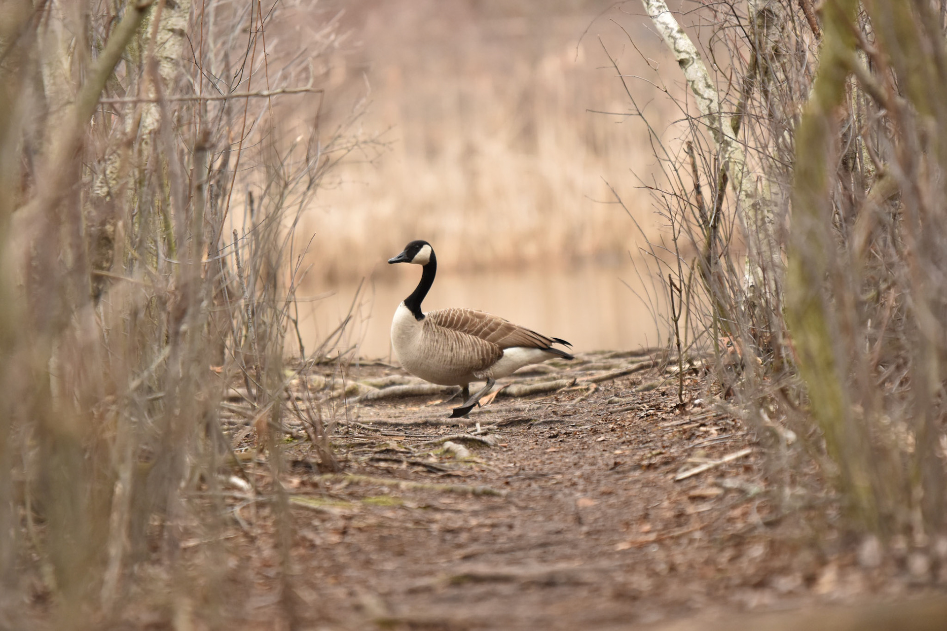 25. Canada Goose - taken!