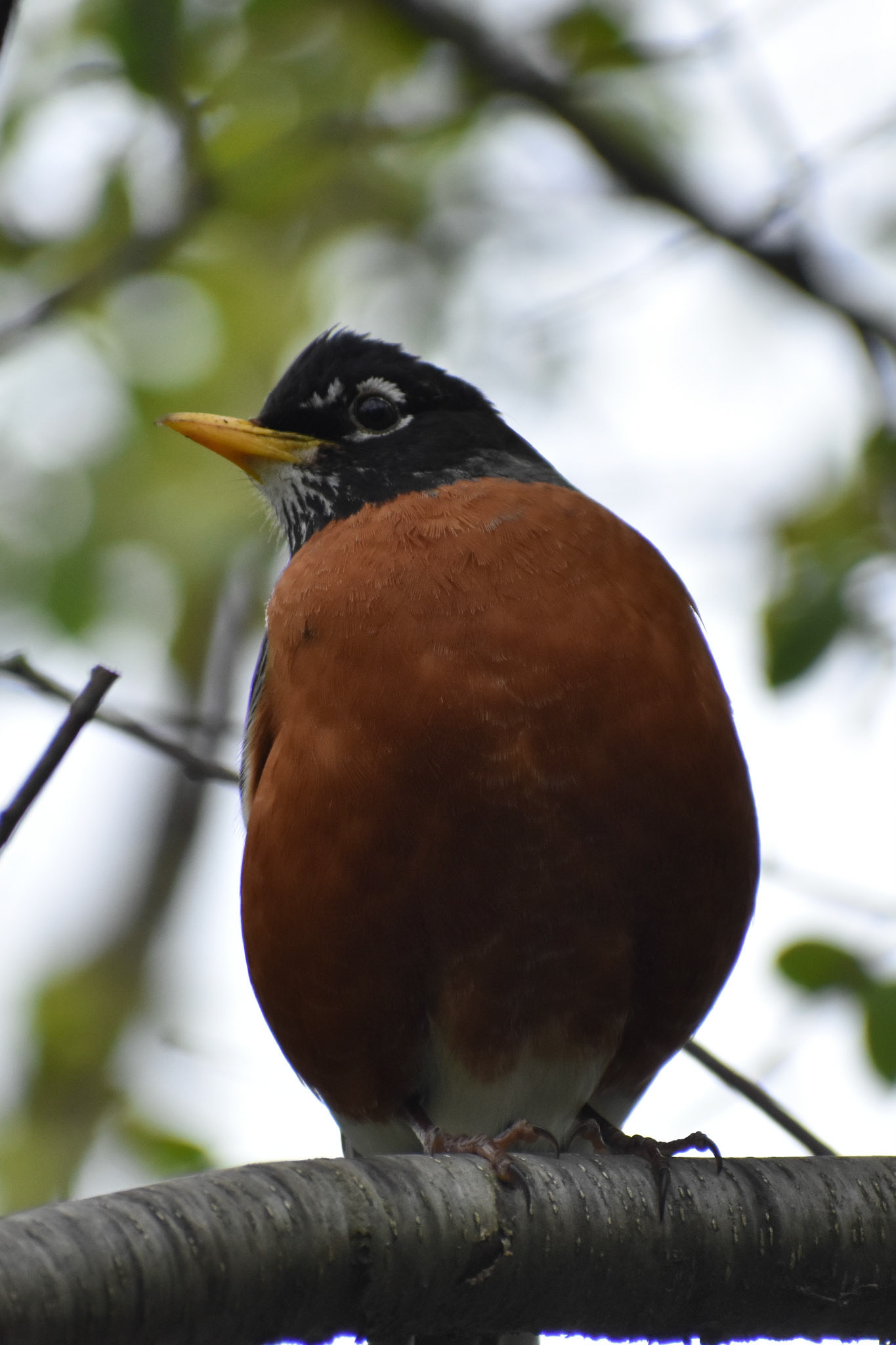 American Robin (adult)