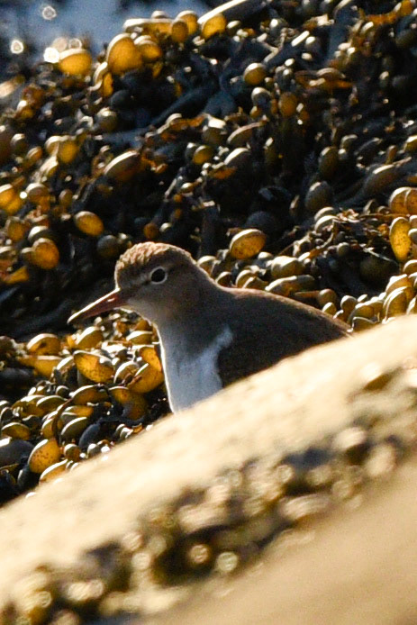 Spotted Sandpiper (non-breeding)