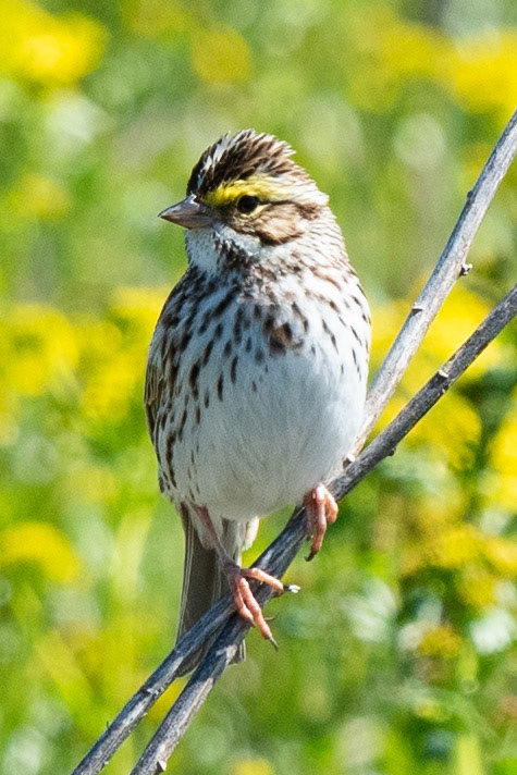 Savannah Sparrow