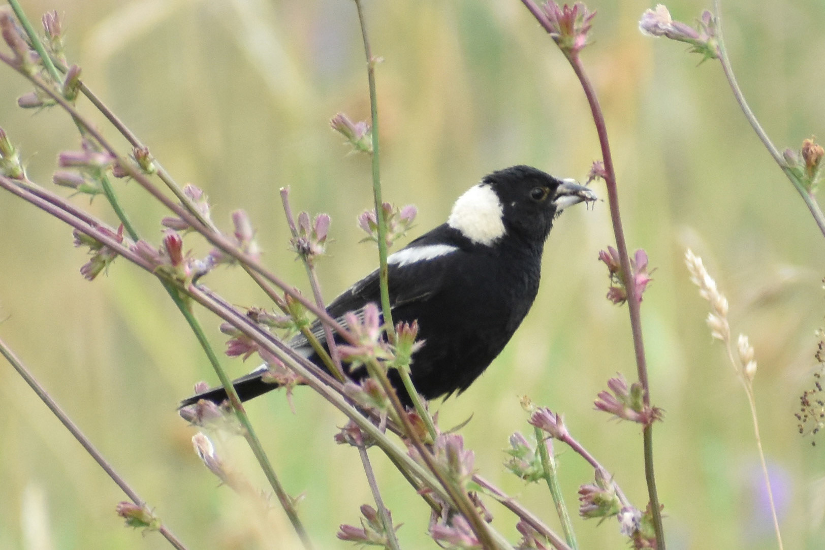 Bobolink