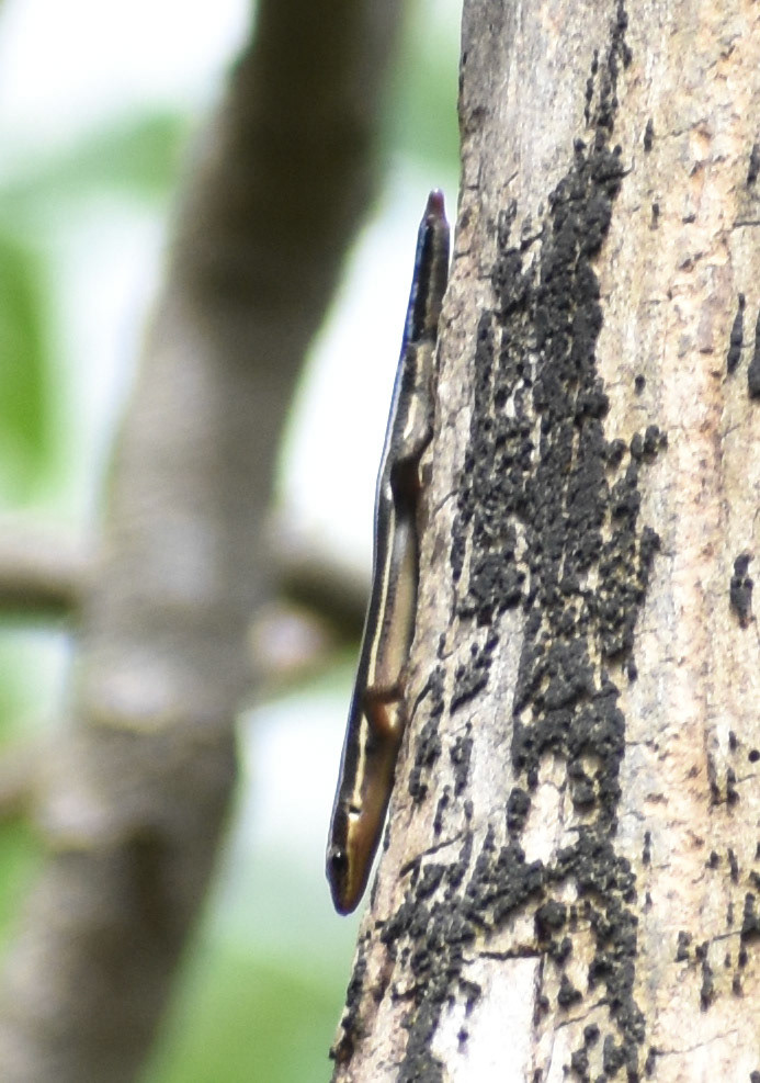 Five Lined Skink