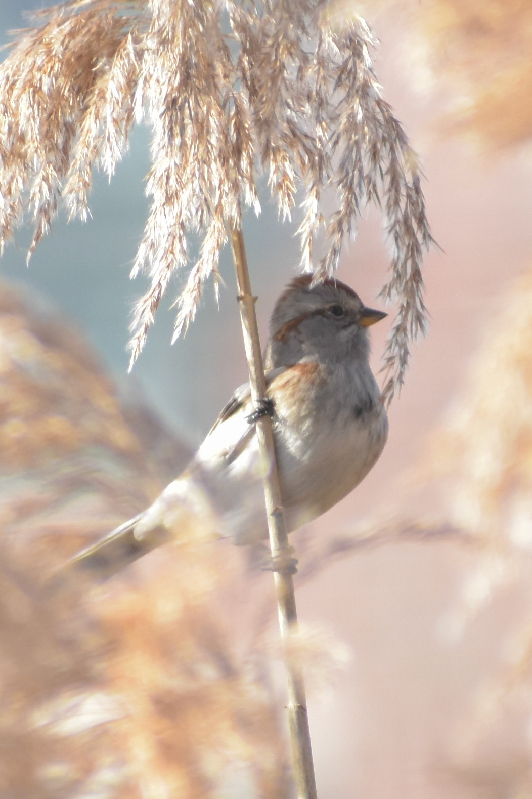 American Tree Sparrow