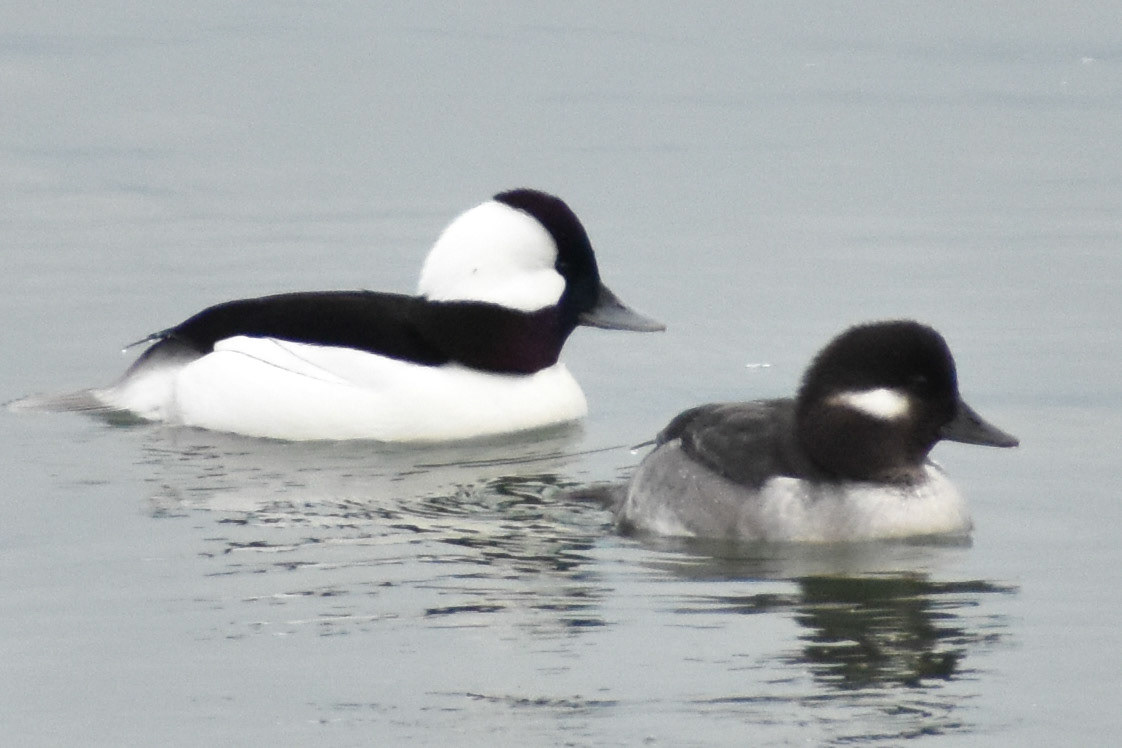 Bufflehead (adult and juvenile)