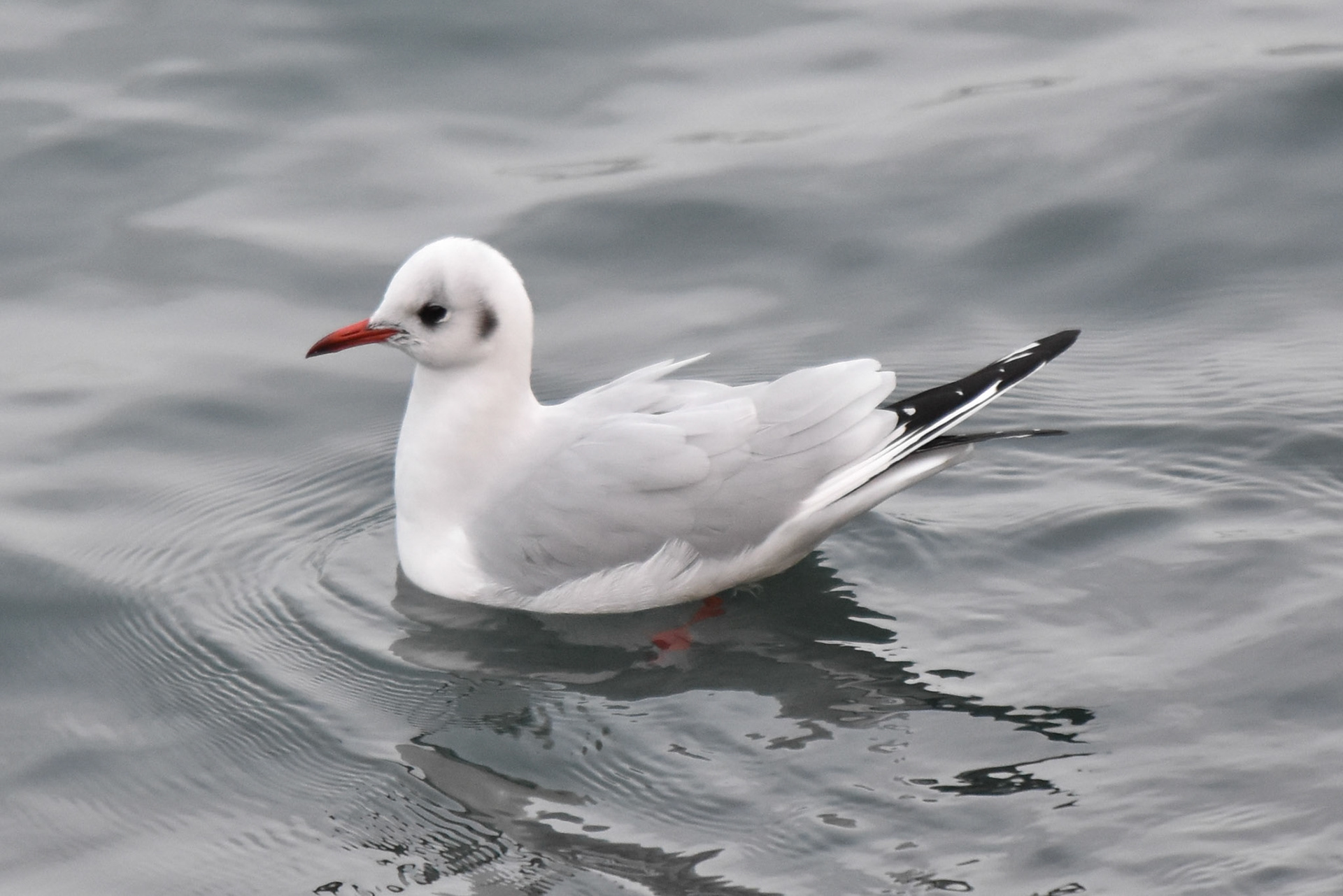 Black-headed Gull