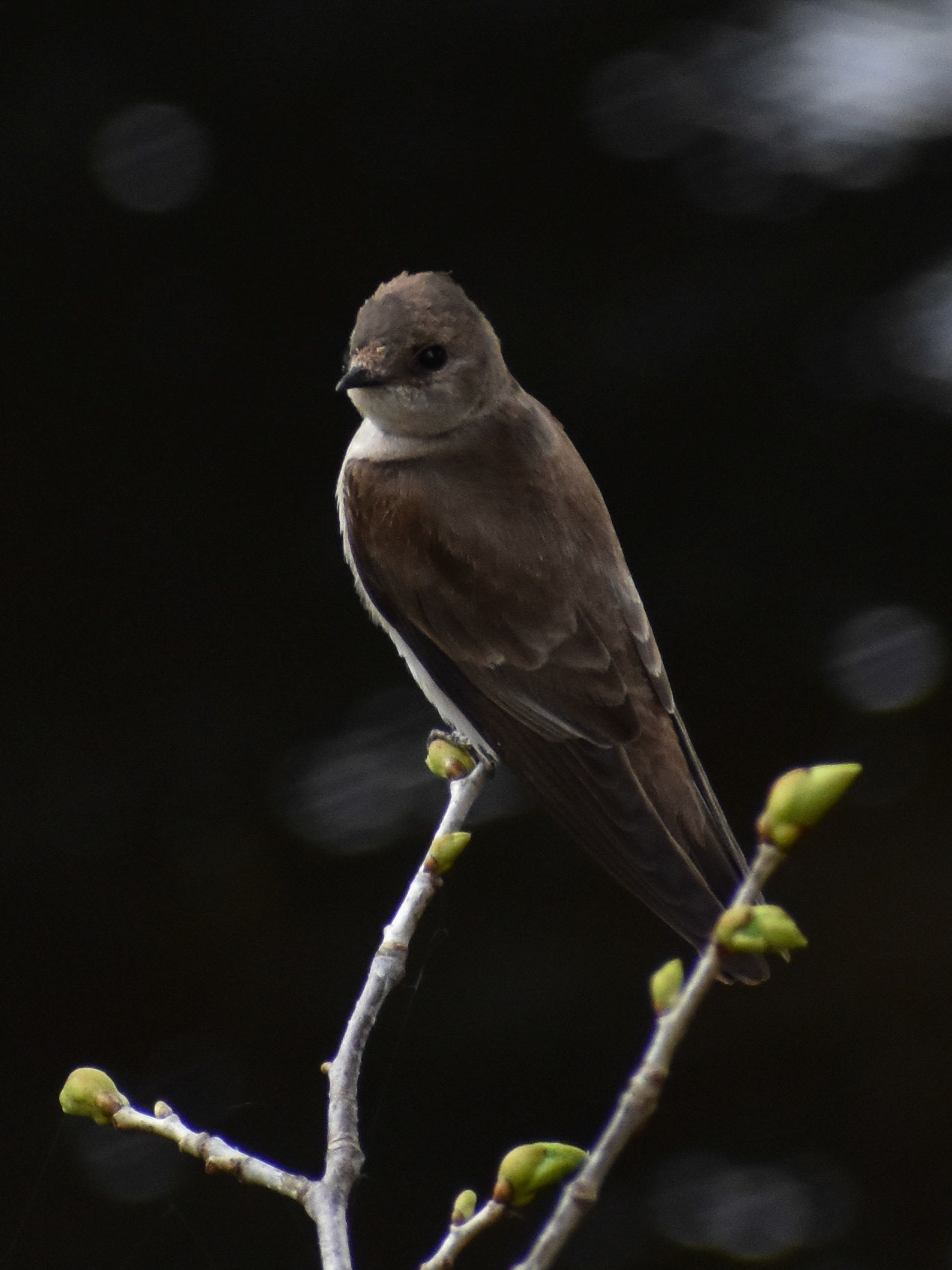 Northern Rough-winged Swallow