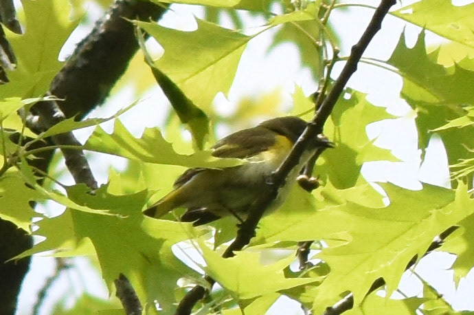 American Redstart (male)