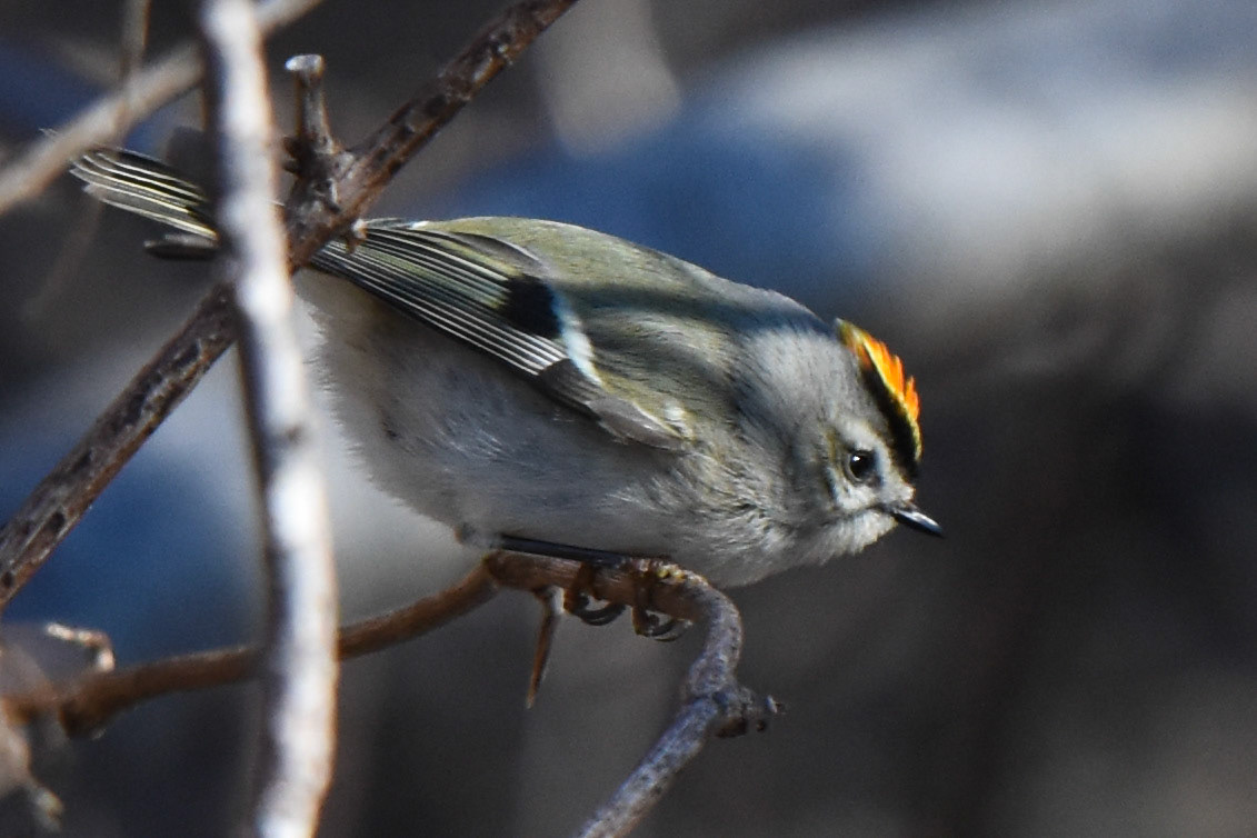 Golden-Crowned Kinglet