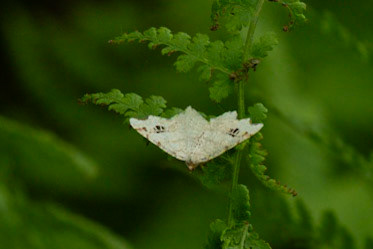 Common Angle