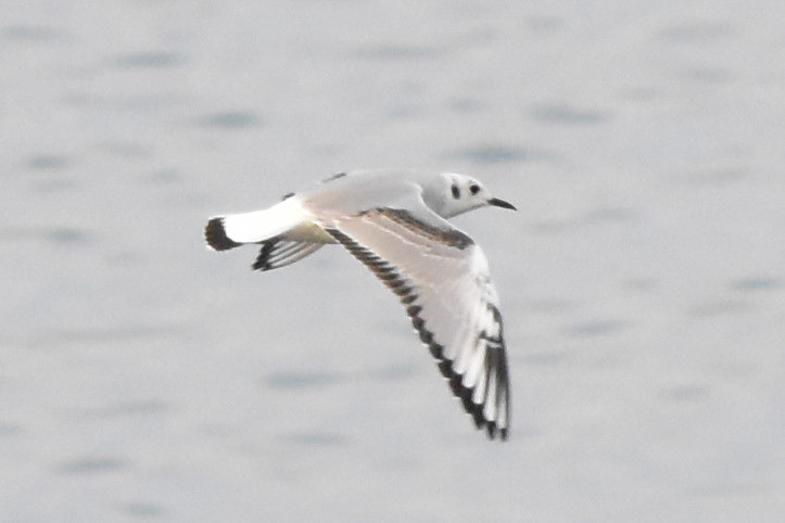 Bonaparte's Gull