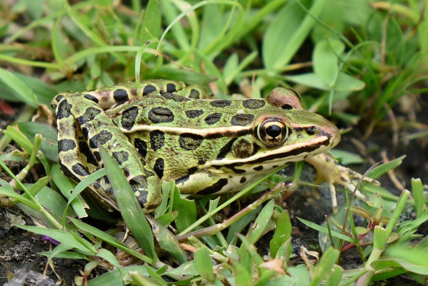 Northern Leopard Frog