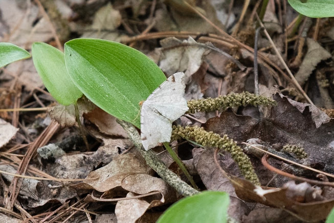 Red-headed Inchworm Moth