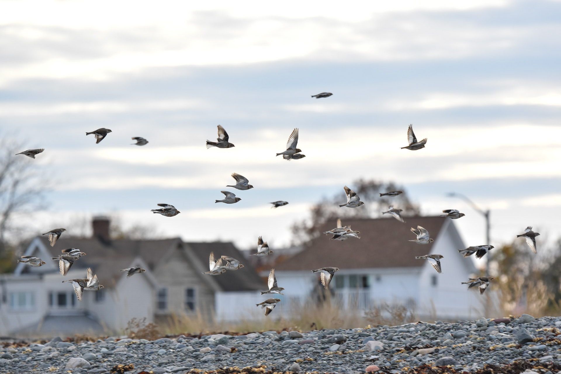 Snow Bunting