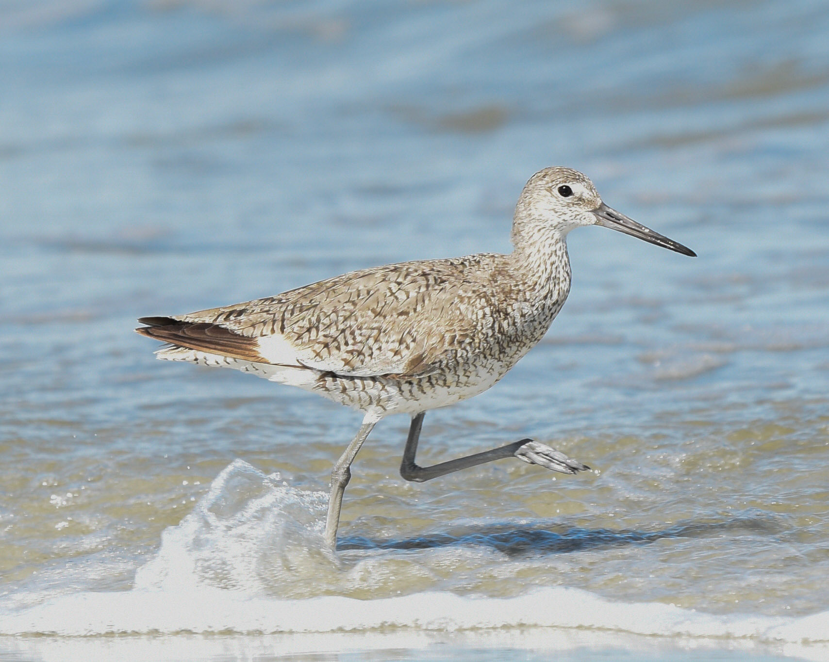 Willet