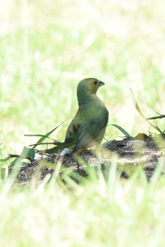 Painted Bunting (female or juvenile)