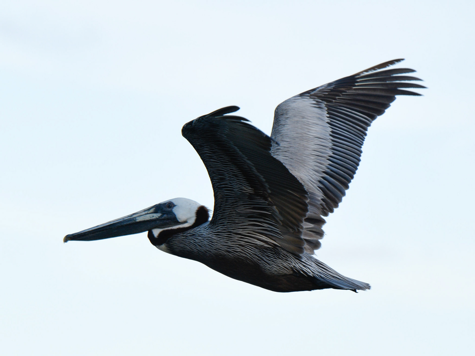 Brown Pelican (adult)