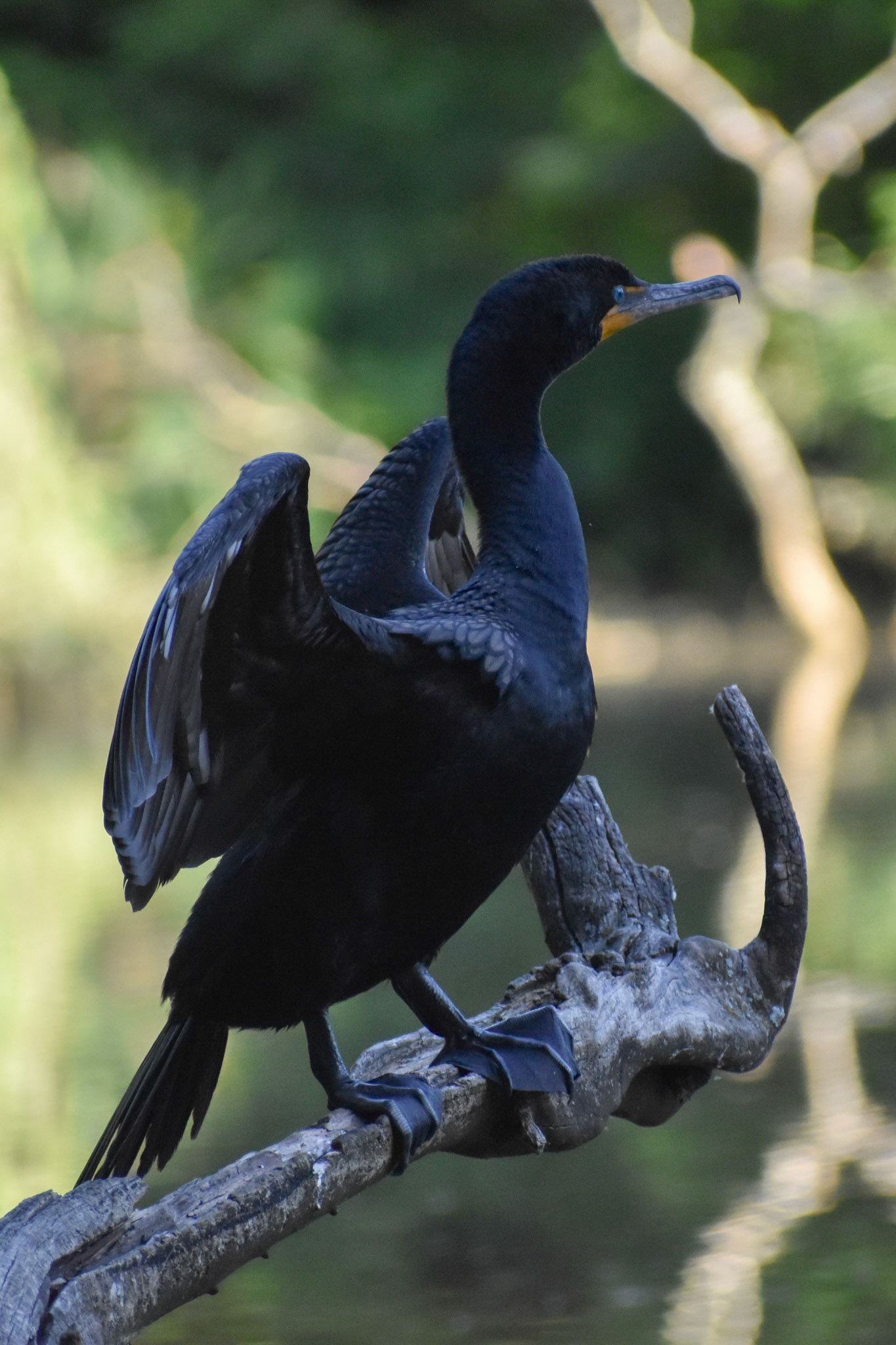 Double-crested Cormorant