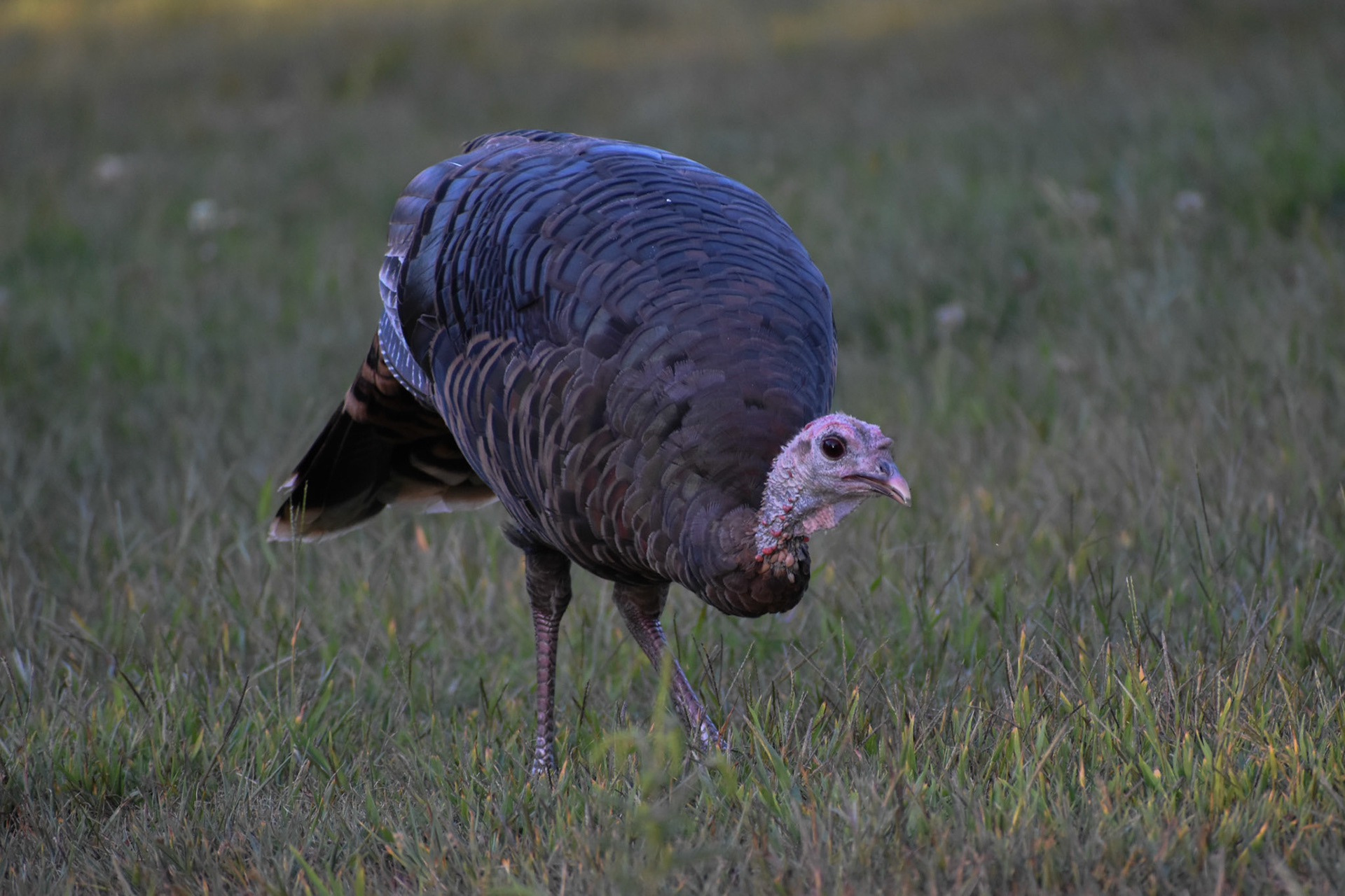 Wild Turkey