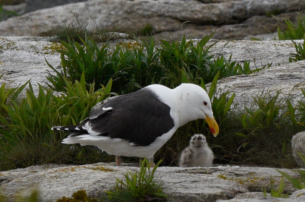 Great Black-backed Gull