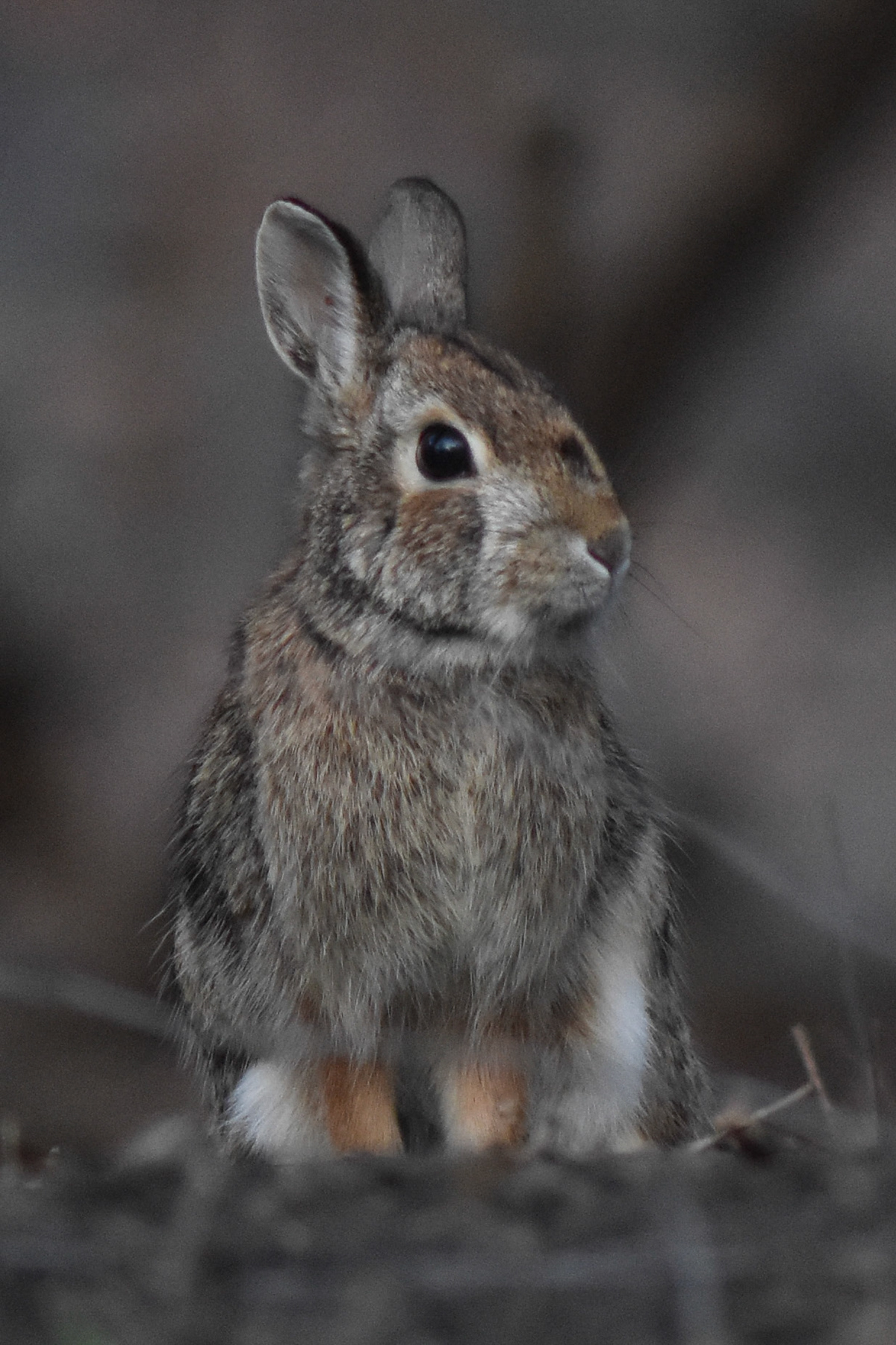 Cottontail