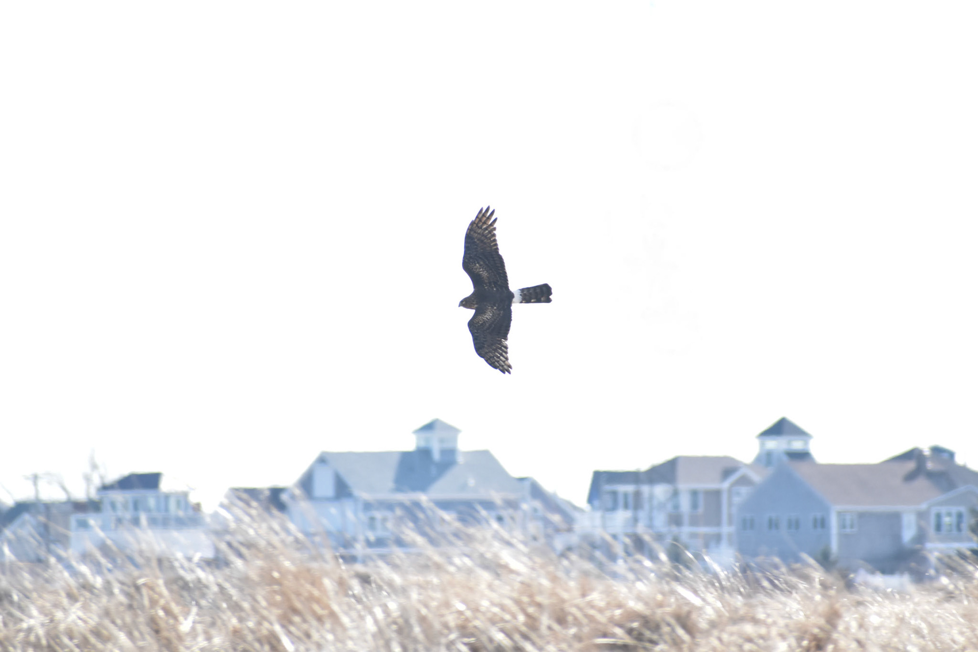 Northern Harrier