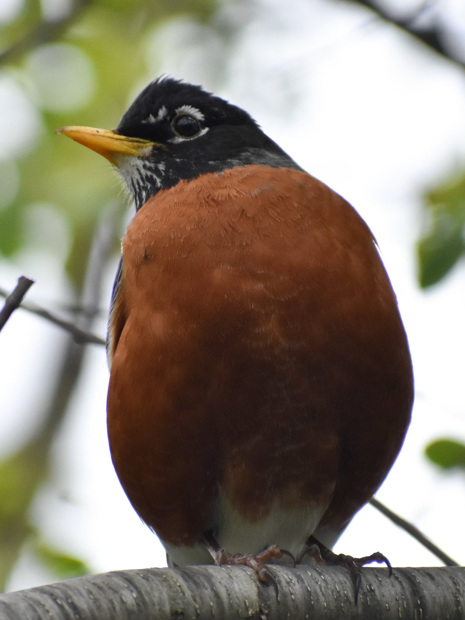 American Robin (adult)