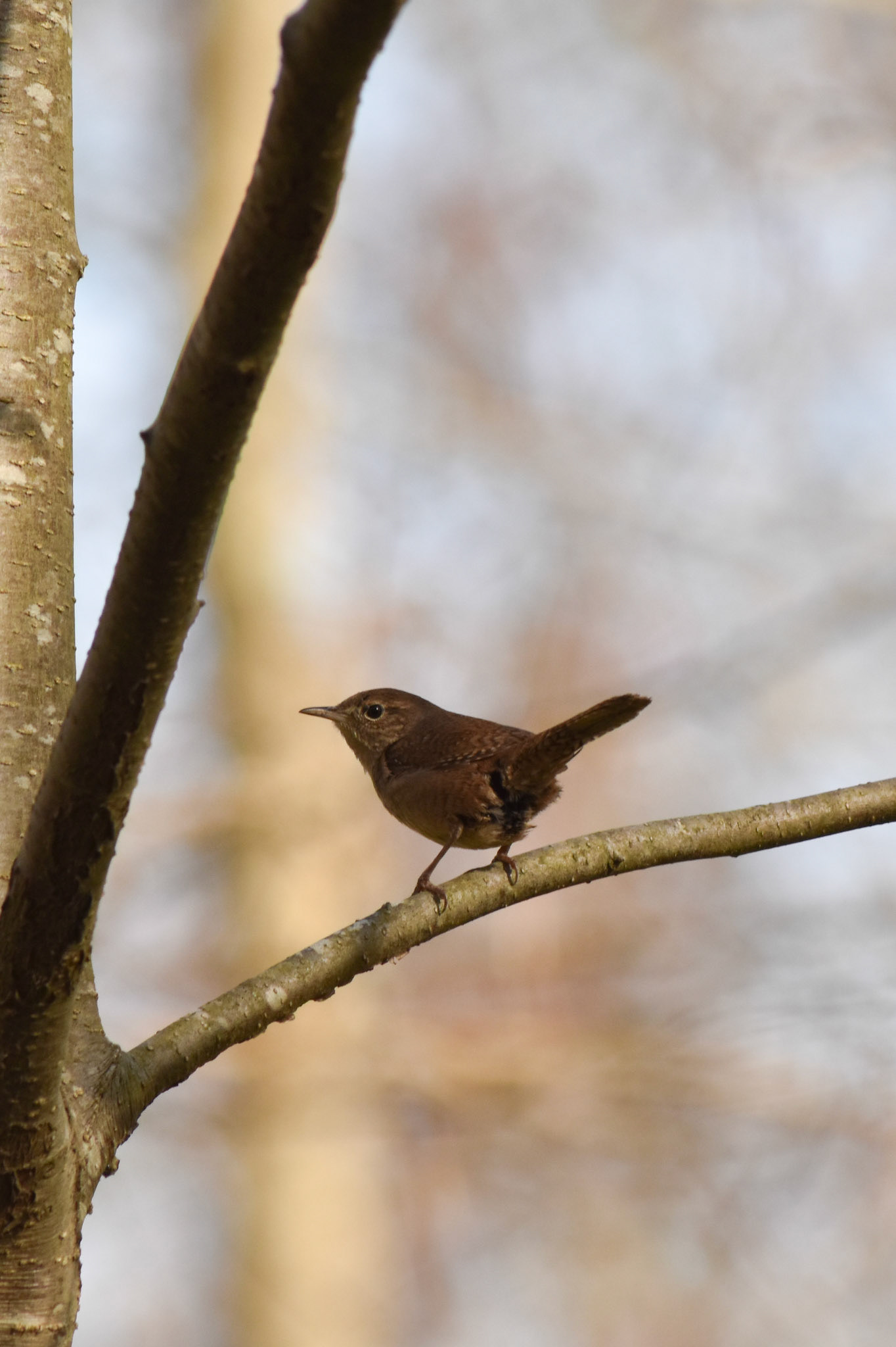 45. House Wren - taken!