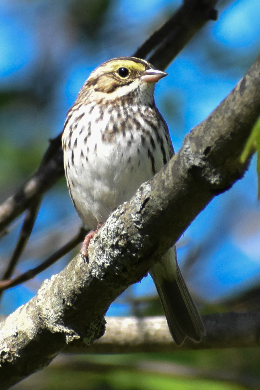 Savannah Sparrow