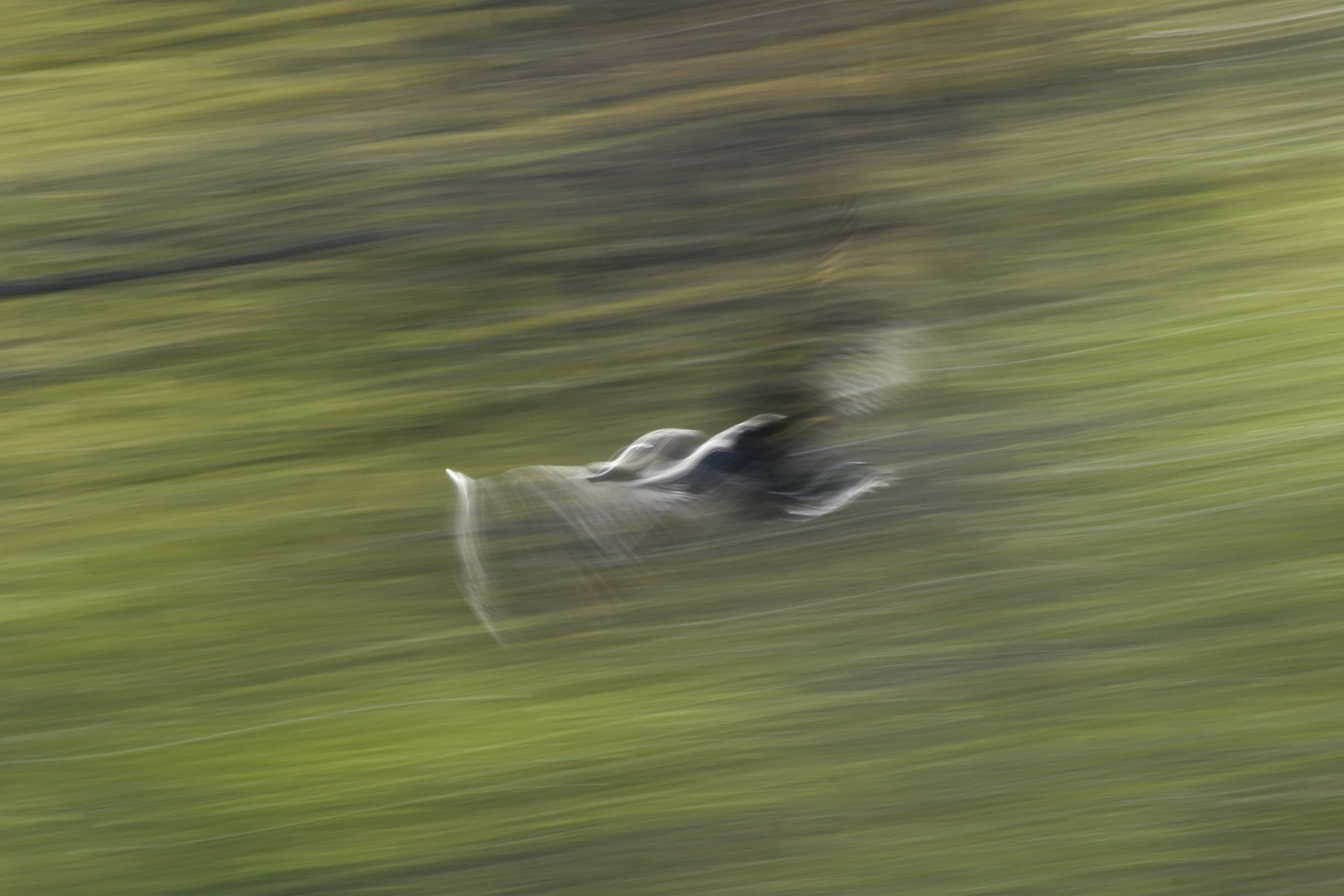 10. Mallard - taken!