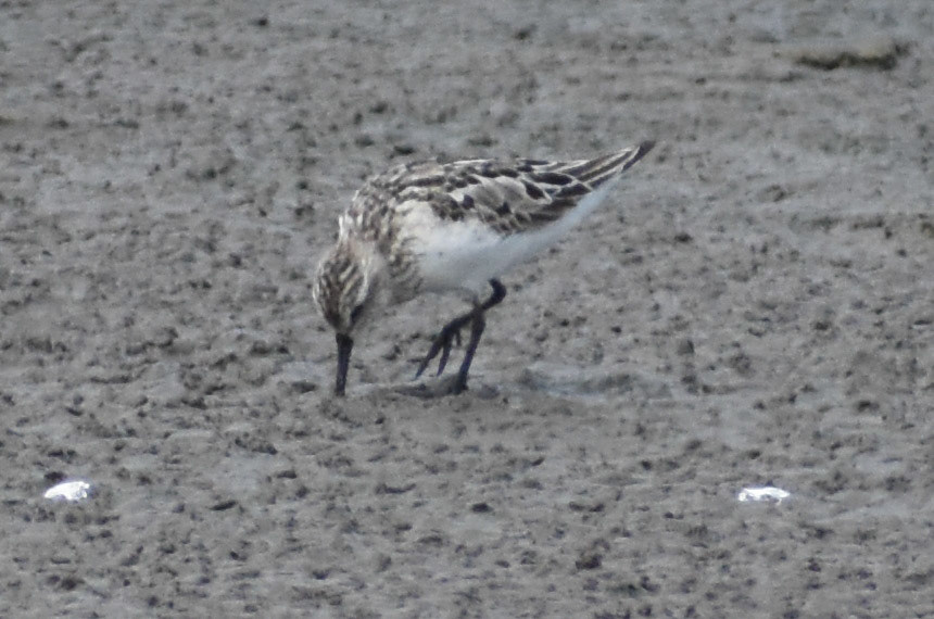 Semipalmated Sandpiper