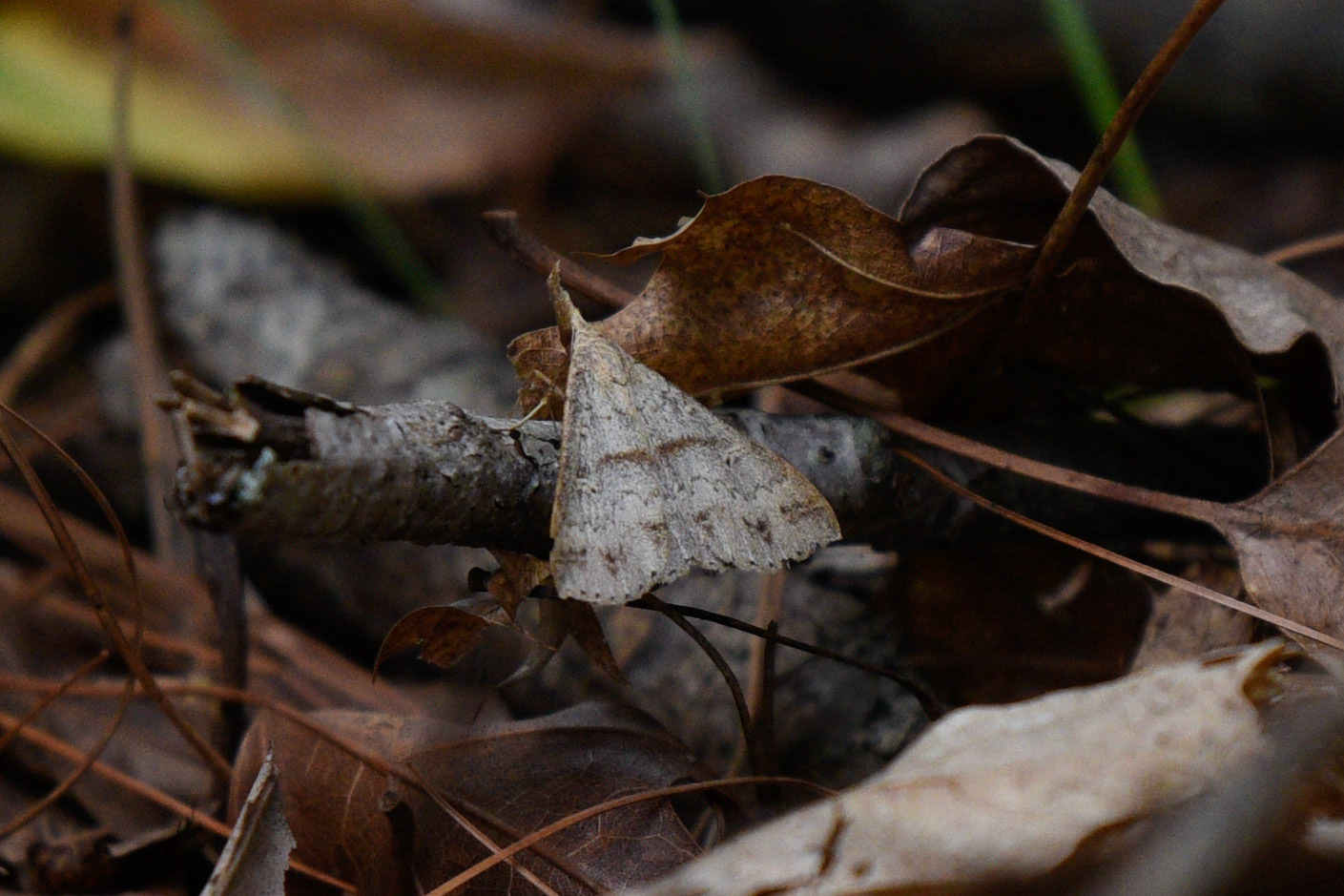 Dotted Renia Moth